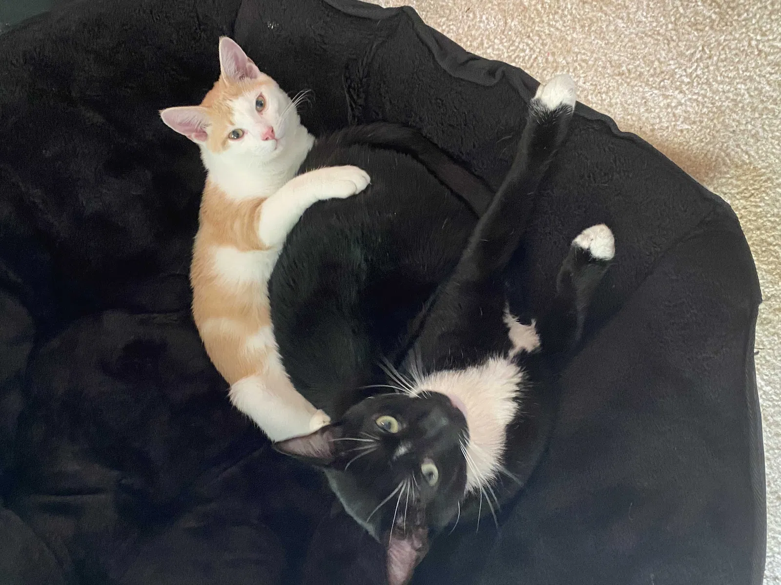 Lost cat in Summerville, SC, 29483