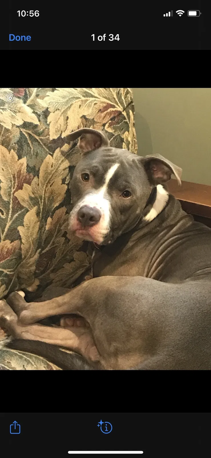 Lost dog in Wayne, PA, 19087