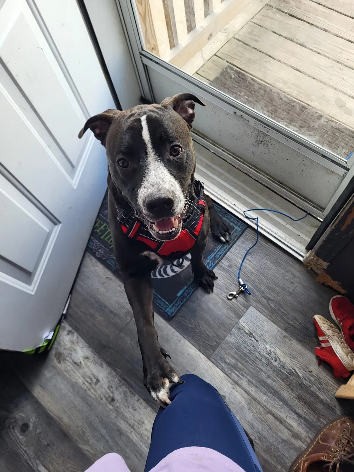 Lost dog in Holly, MI, 48442