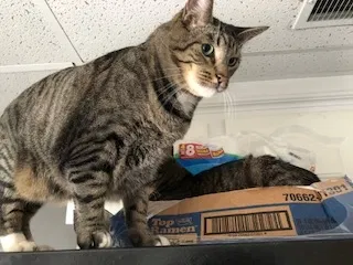 Lost cat in Henderson, NV, 89014