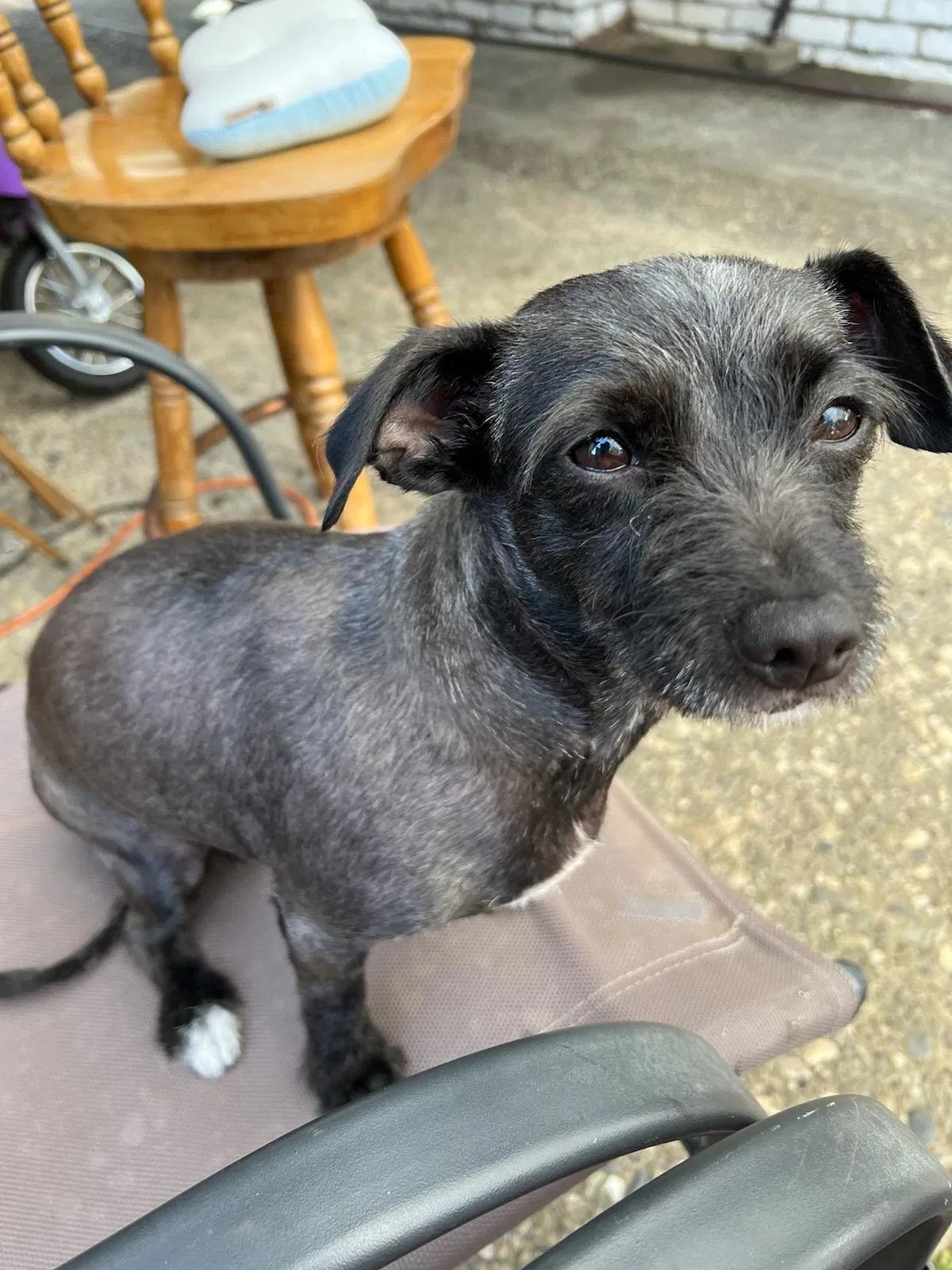 Lost dog in Hayward, CA, 94544
