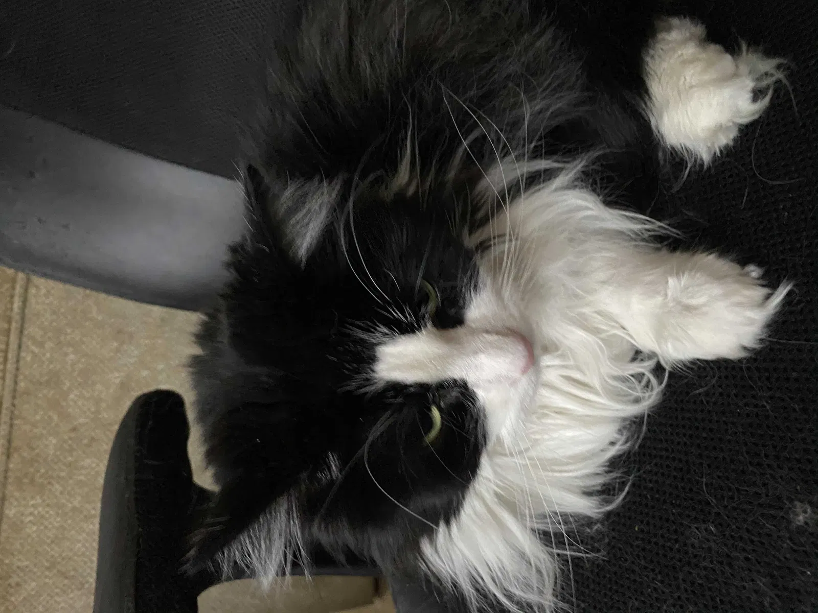 Lost cat in Pittsburgh, PA, 15243