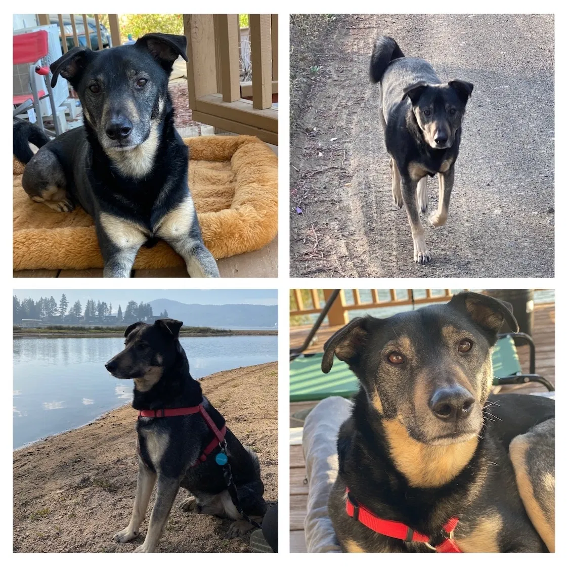 Lost dog in Lake Elsinore, CA, 92530
