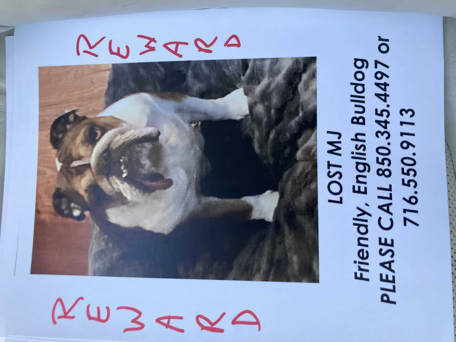Lost dog in Sarasota, FL, 34231