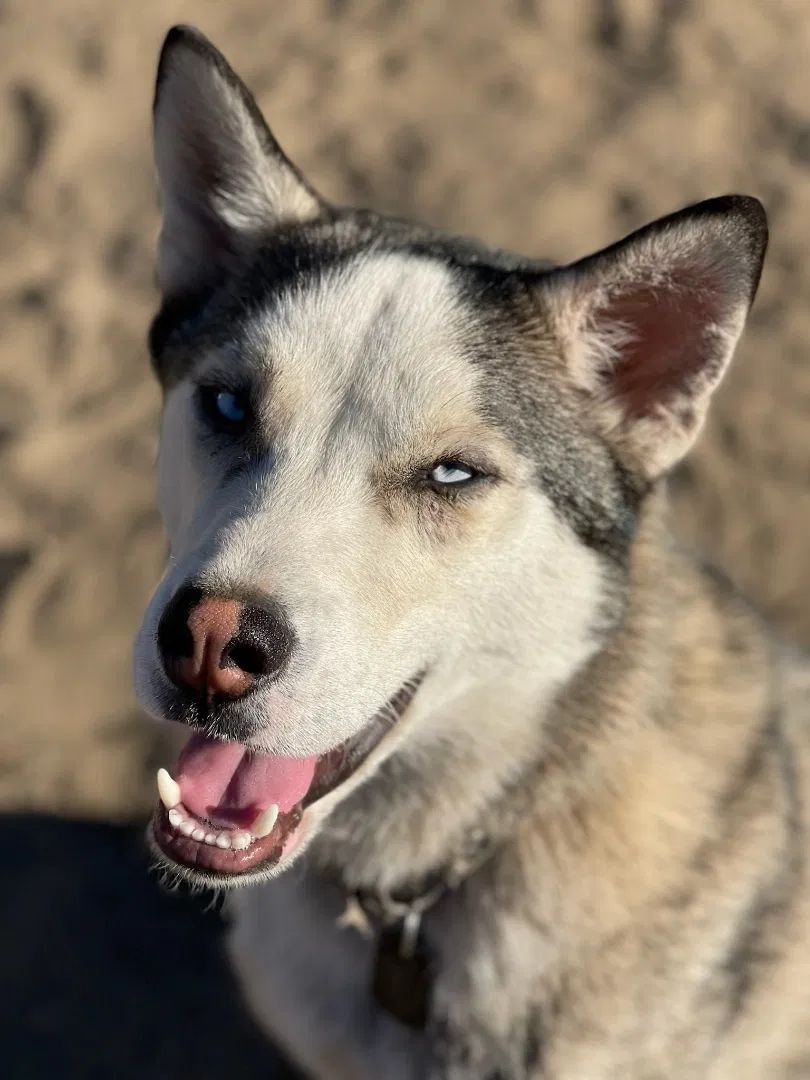Lost dog in Redlands, CA, 92374