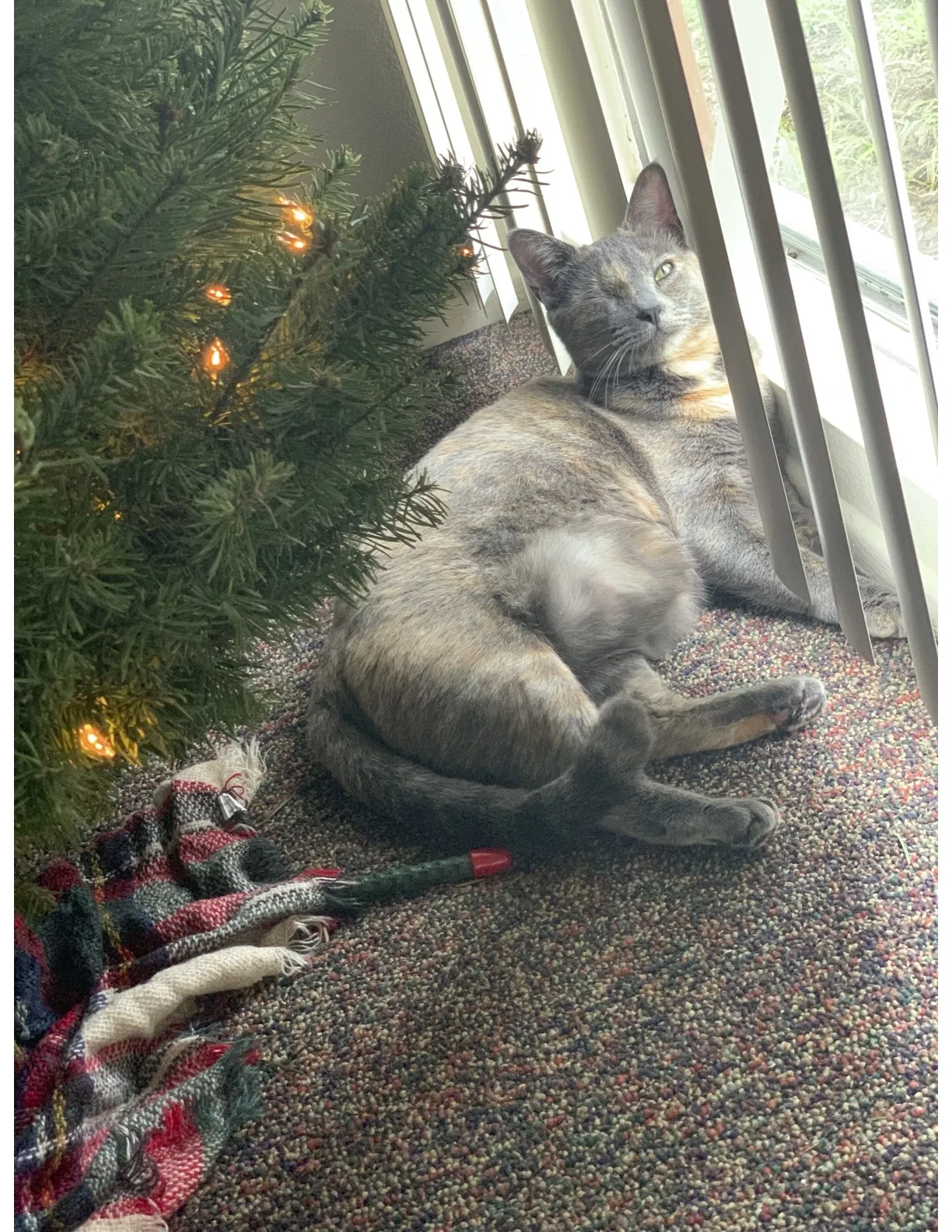Lost cat in Irvine, CA, 92617