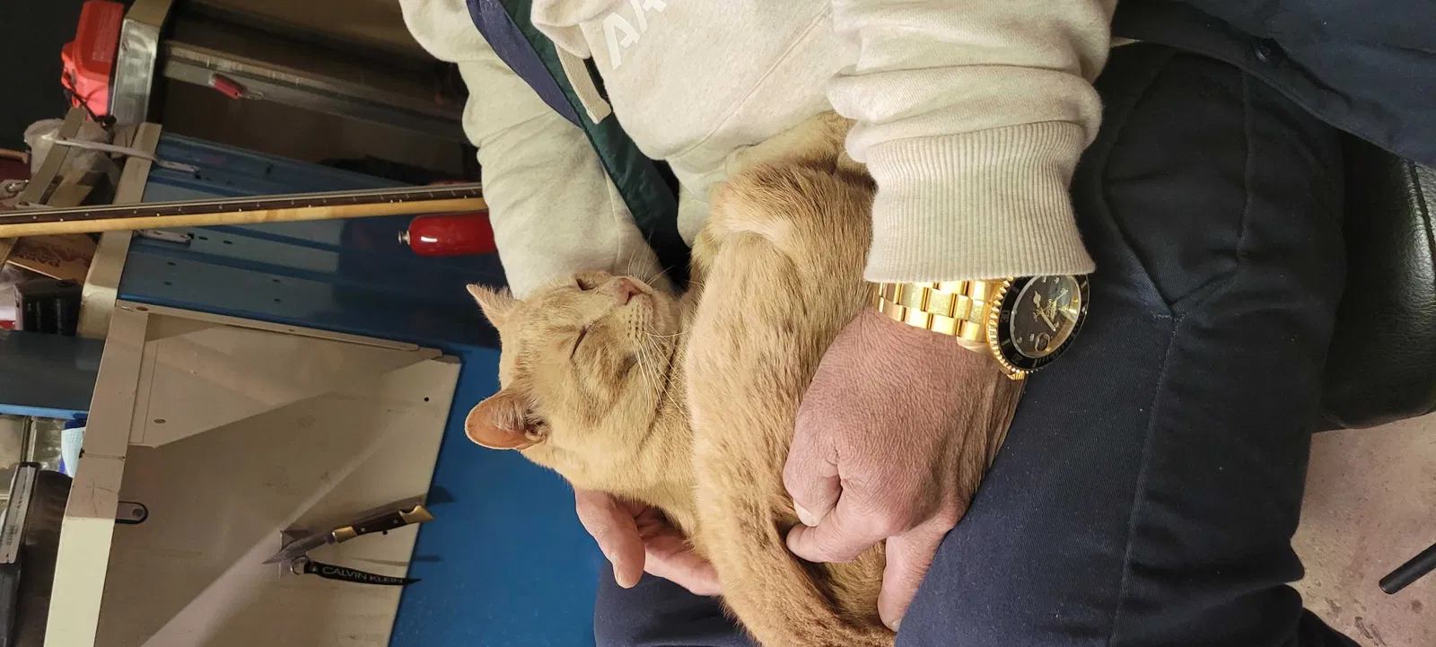 Lost cat in Lancaster, CA, 93535