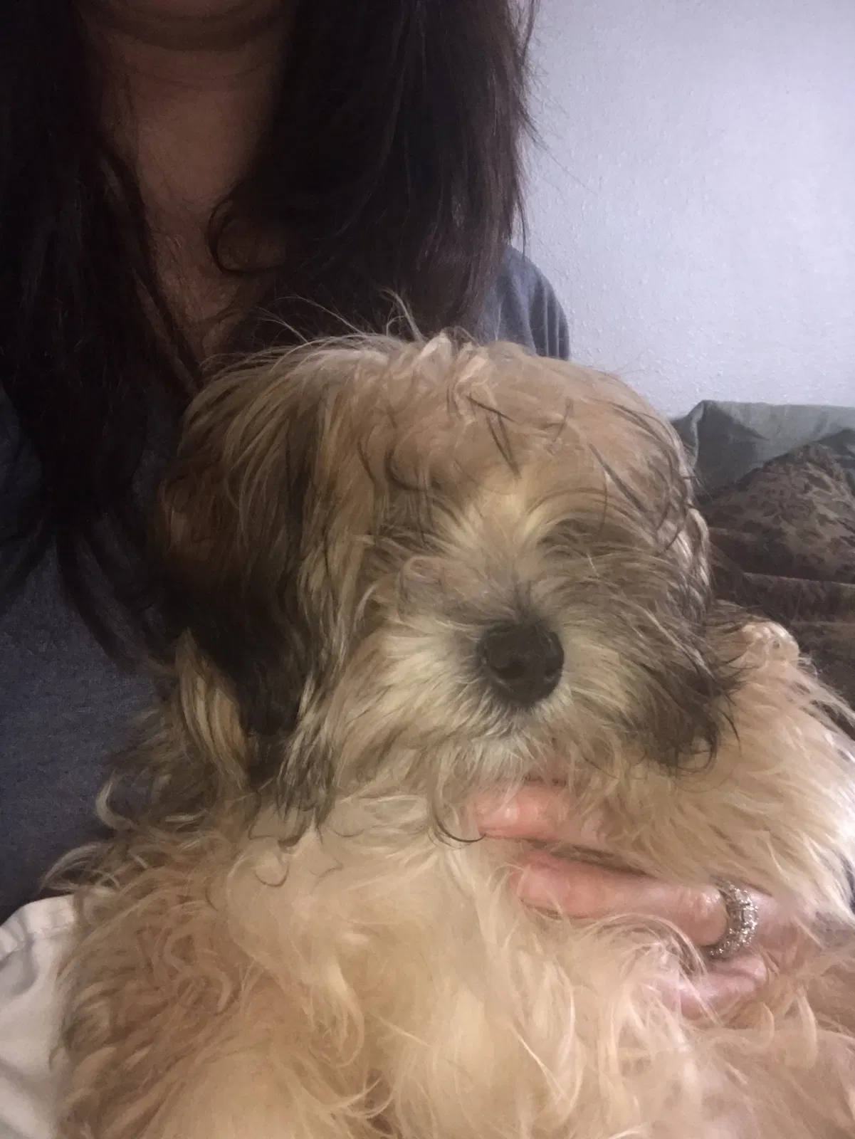 Lost dog in Winona, MN, 55987