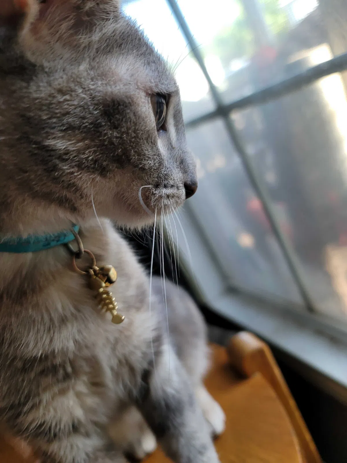 Lost cat in Maize, KS, 67101