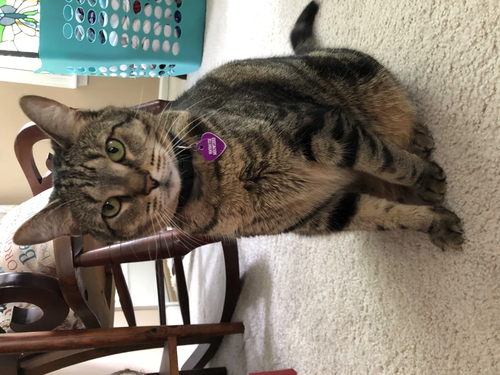 Missing Cat