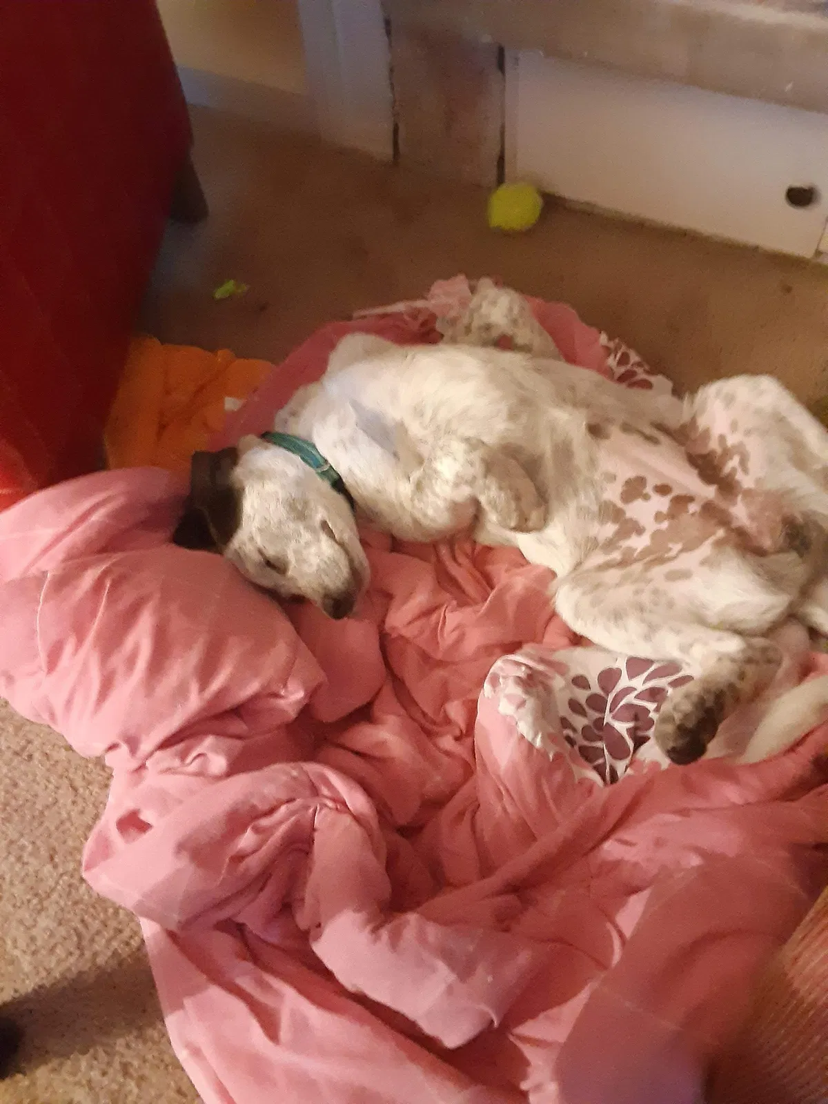 Lost dog in Edmond, OK, 73034