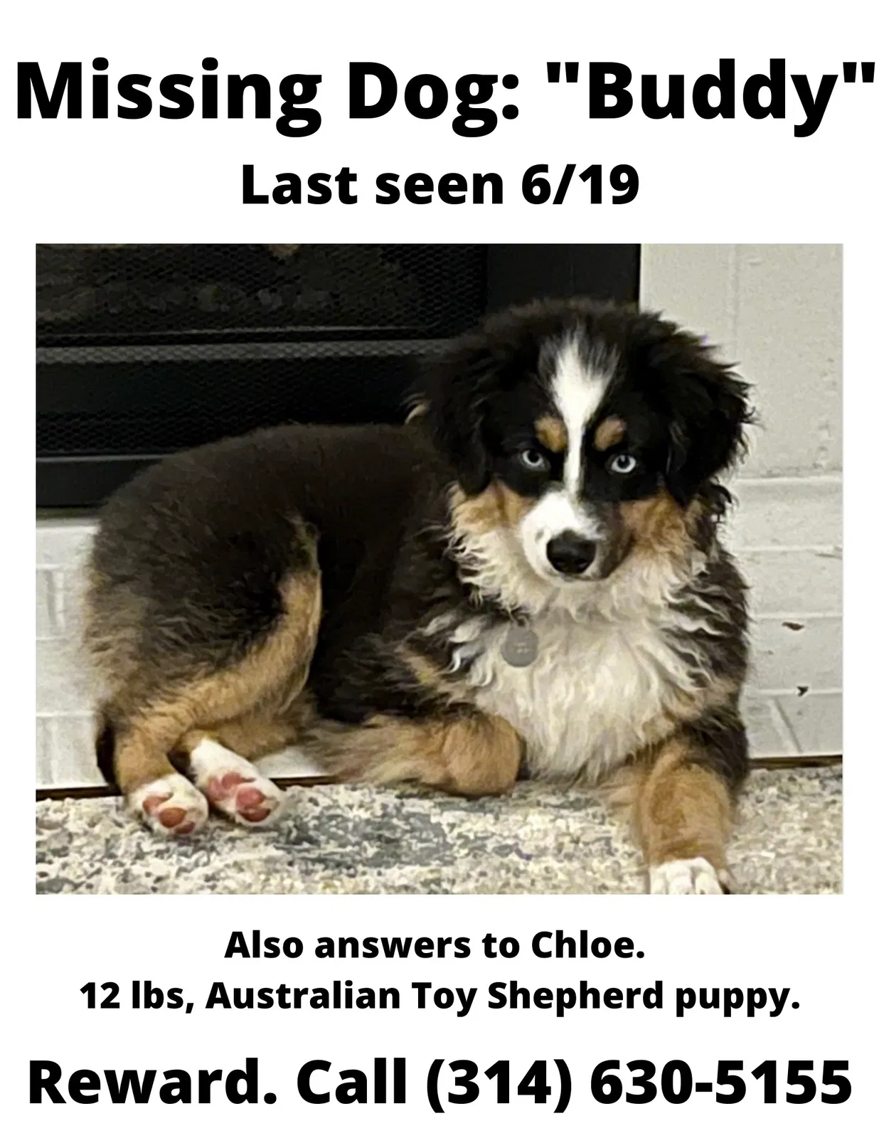 Lost dog in Saint Louis, MO, 63139