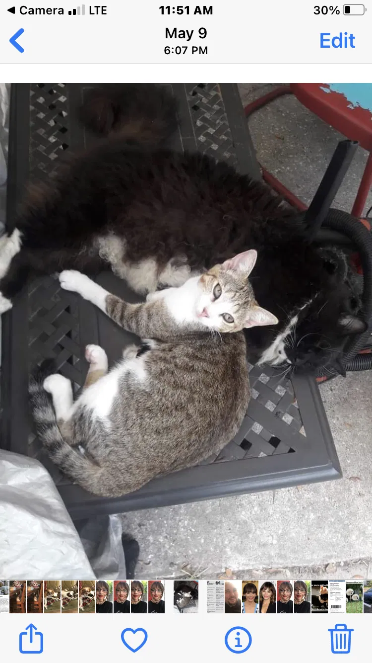Lost cat in Palm Harbor, FL, 34683
