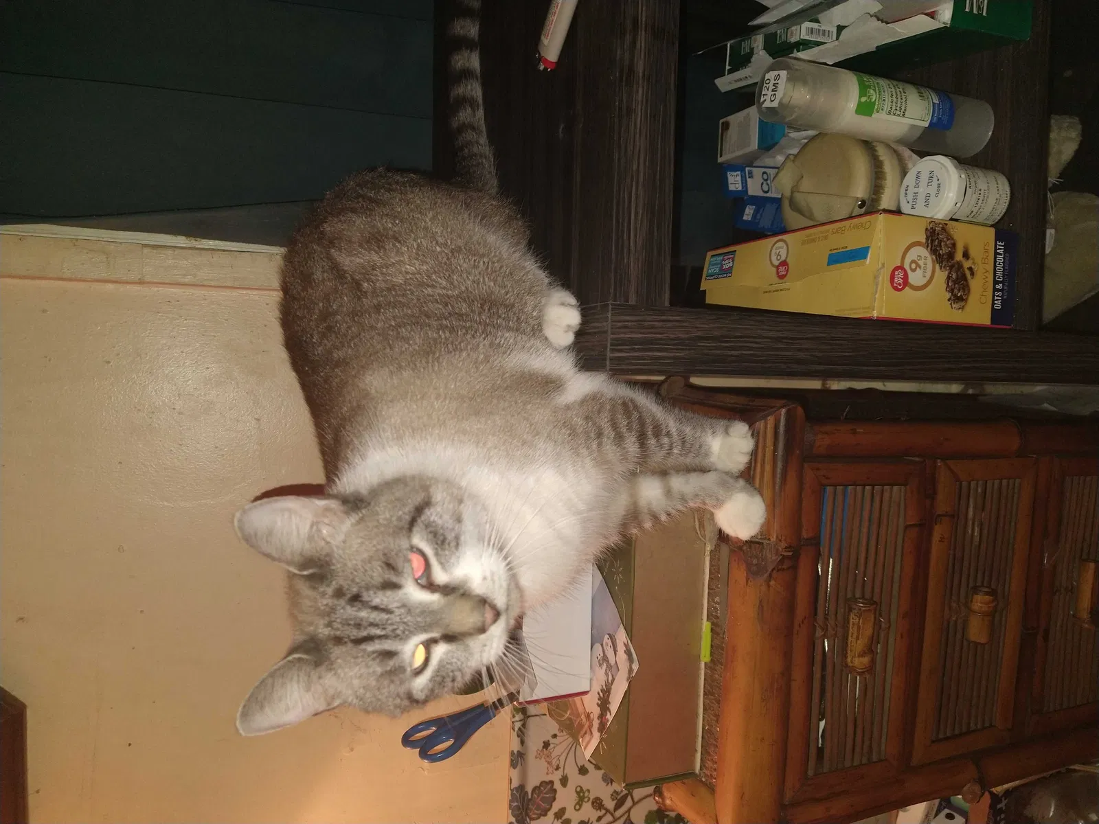 Lost cat in Jacksonville, FL, 32211