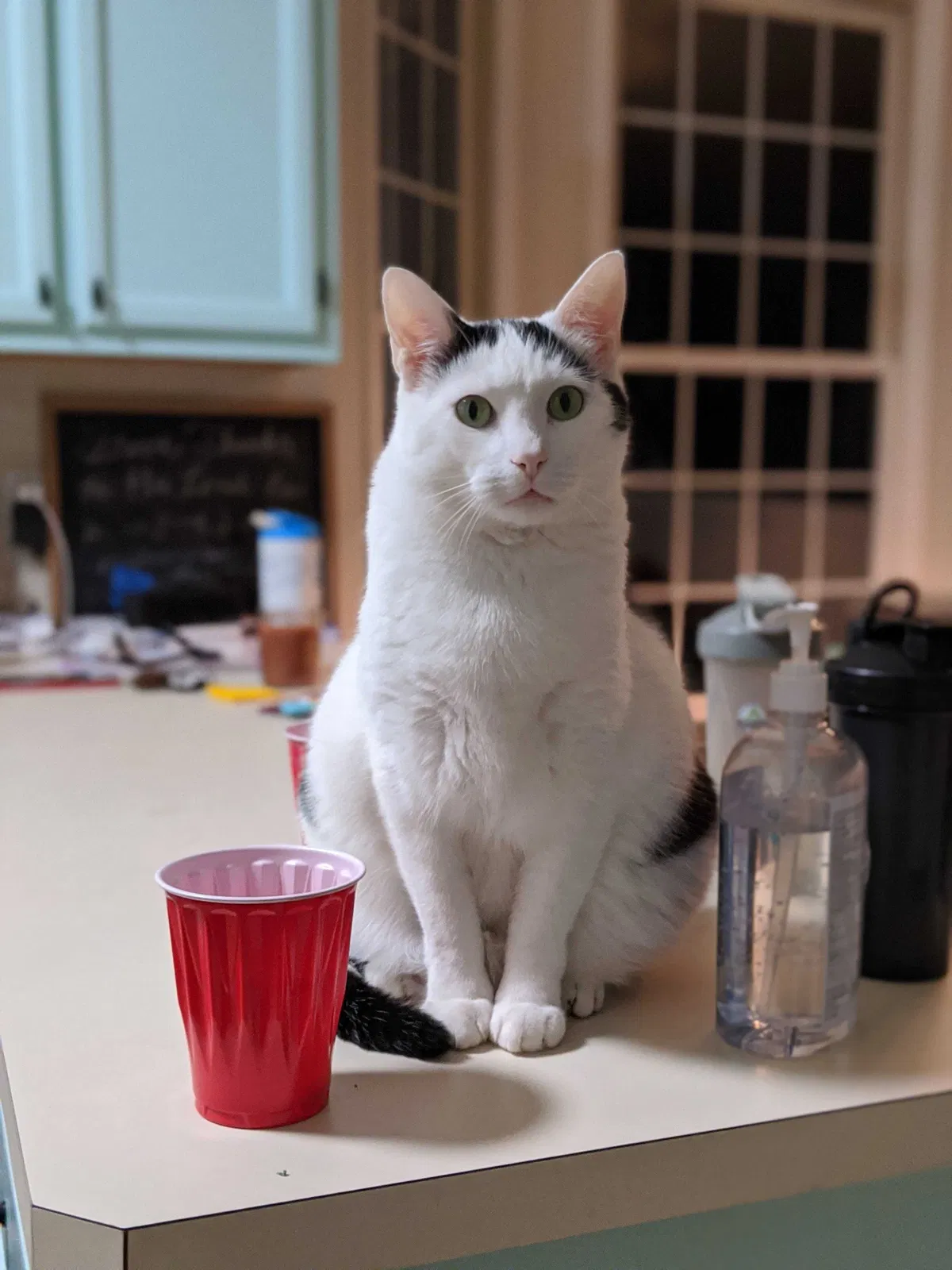 Lost cat in Chesapeake, VA, 23322