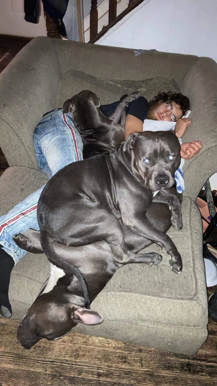 Lost dog in Cincinnati, OH, 45212