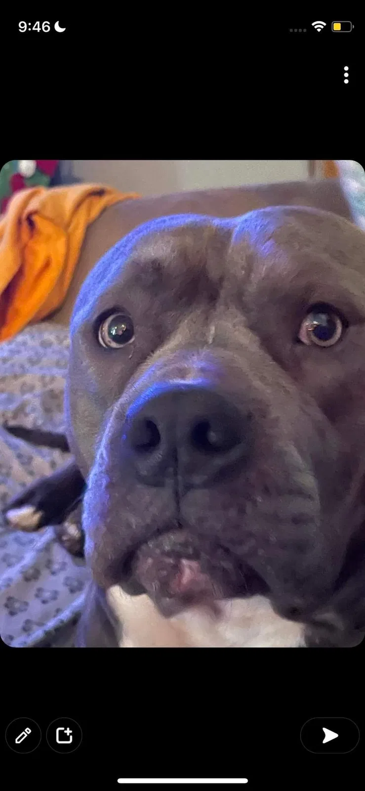 Lost dog in Cincinnati, OH, 45212