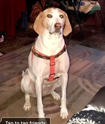 Lost dog in Dallas, TX, 75217