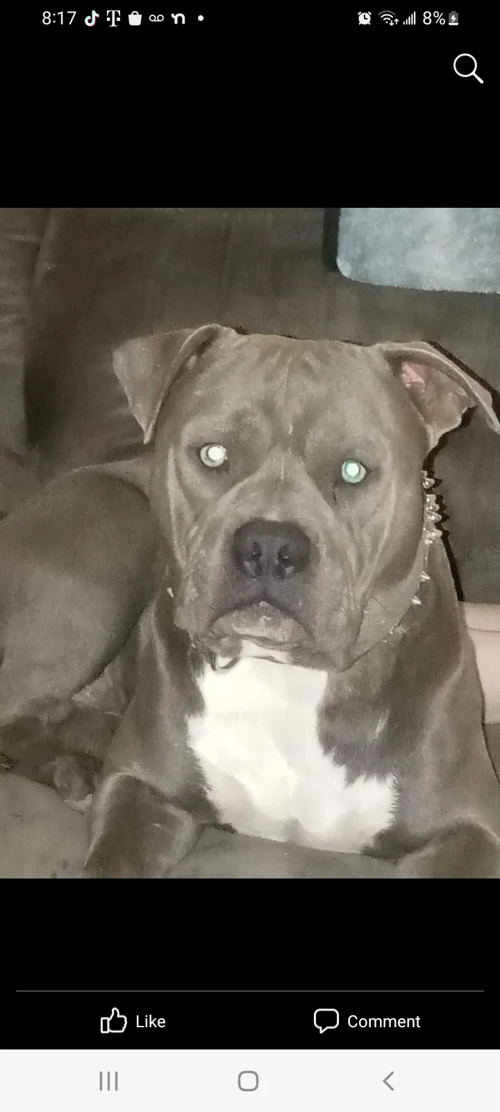 Lost dog in Cincinnati, OH, 45212