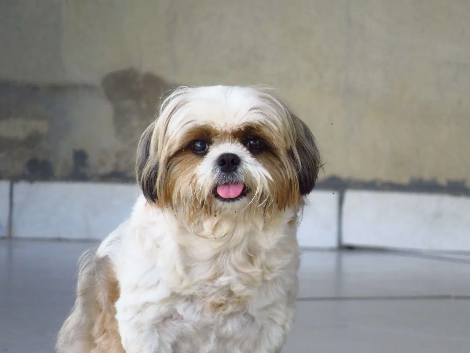 Lost dog in Fort Myers, FL, 33916