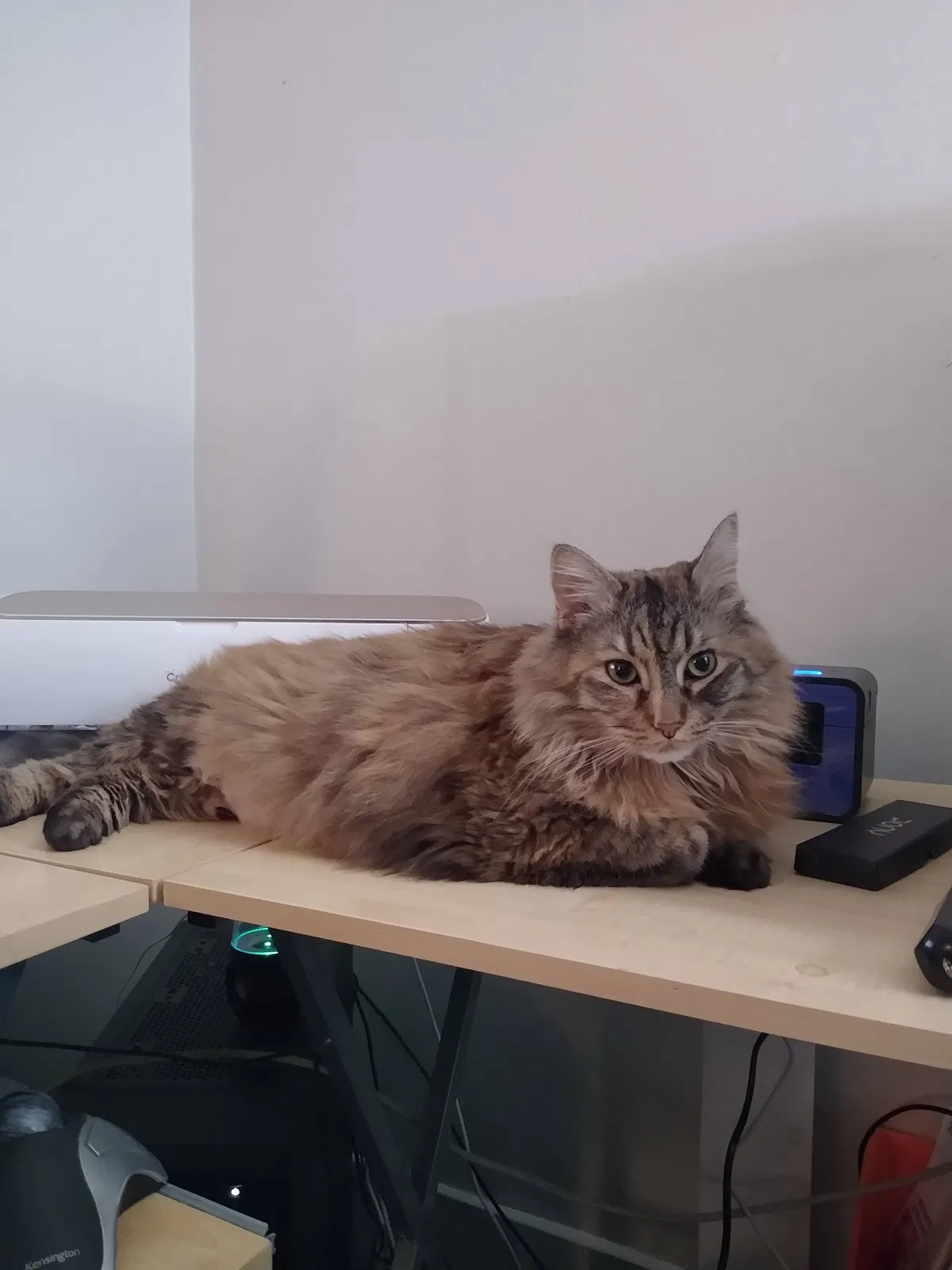 Lost cat in Nashua, NH, 3060