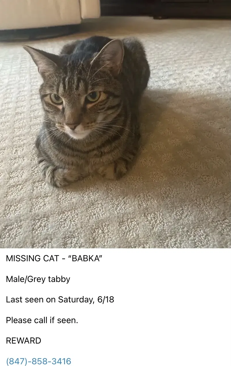 Lost cat in Mount Prospect, IL, 60056