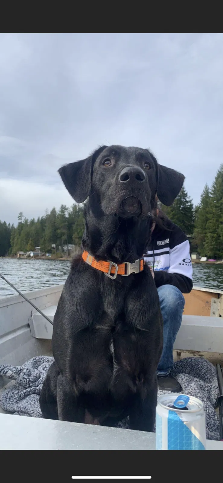 Lost dog in Tahuya, WA, 98588