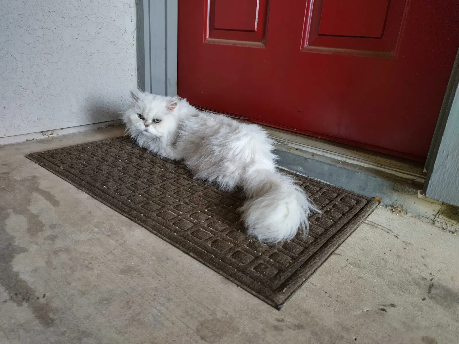 Lost cat in Dallas, TX, 75252