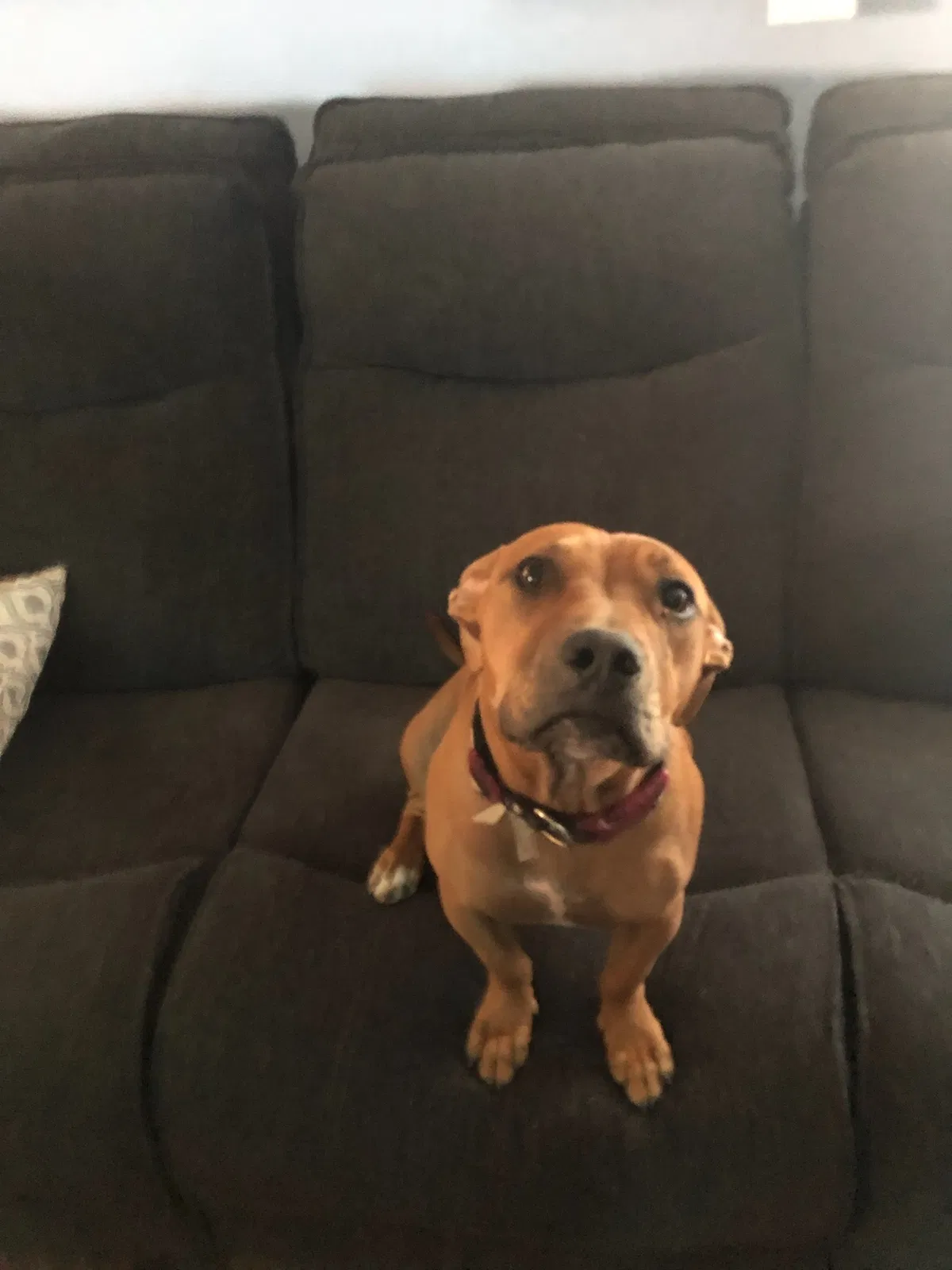 Lost dog in Chaparral, NM, 88081