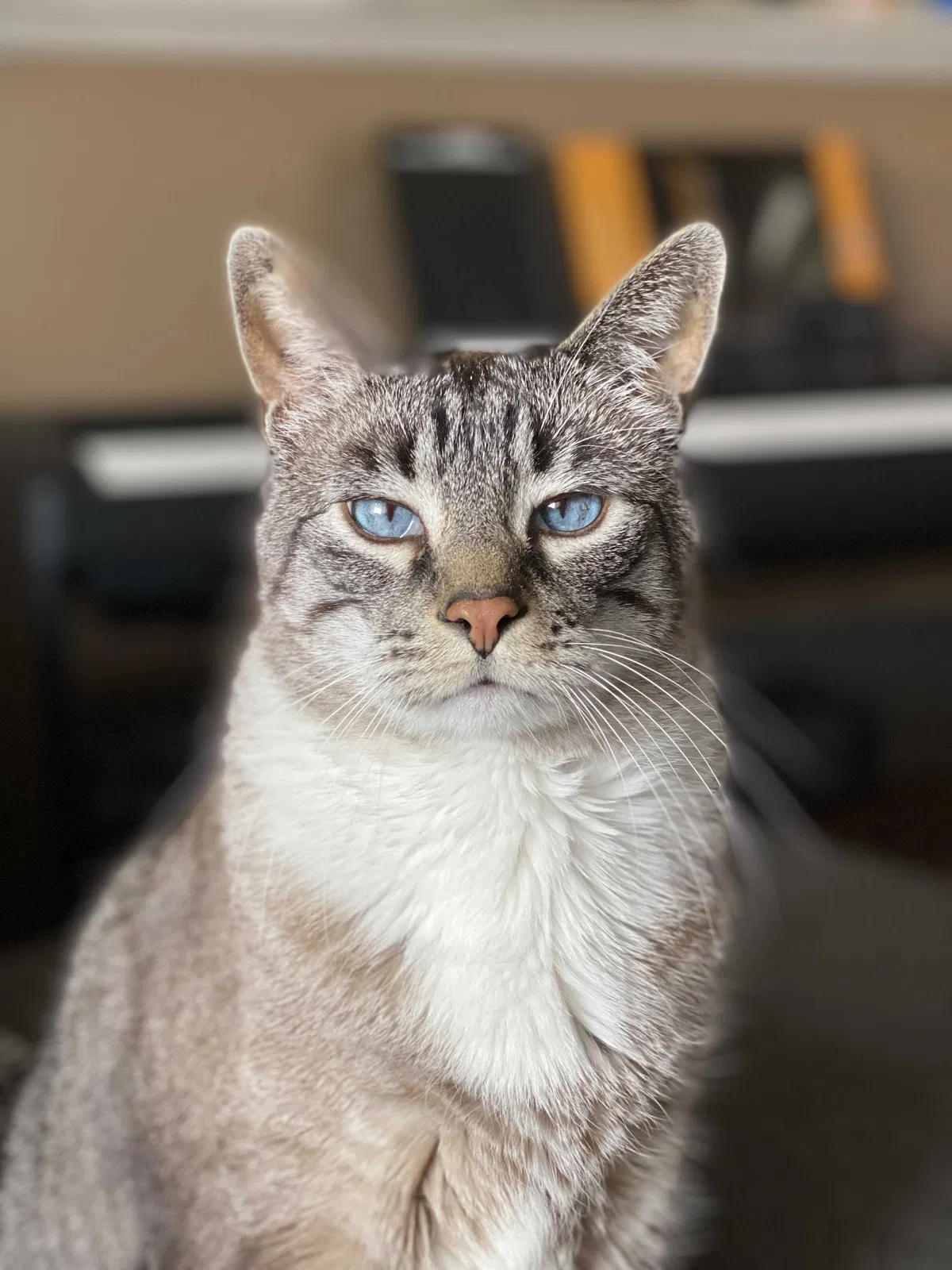 Lost cat in South Beloit, IL, 61080