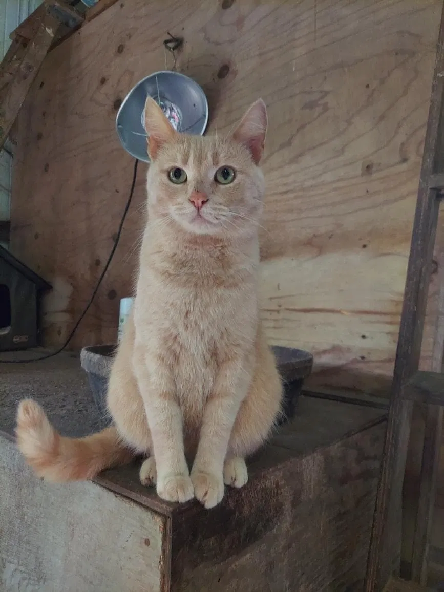 Lost cat in Fredericksburg, VA, 22407