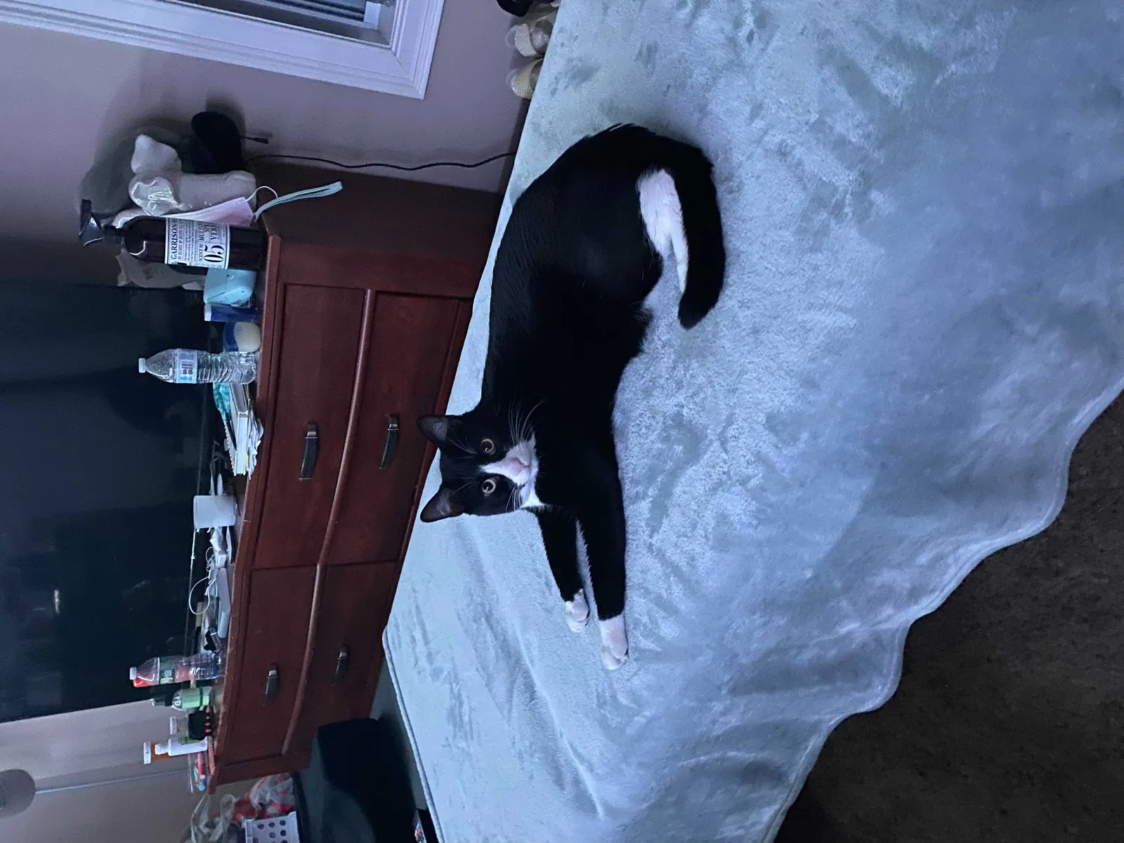 Lost cat in Avon, MA, 2322