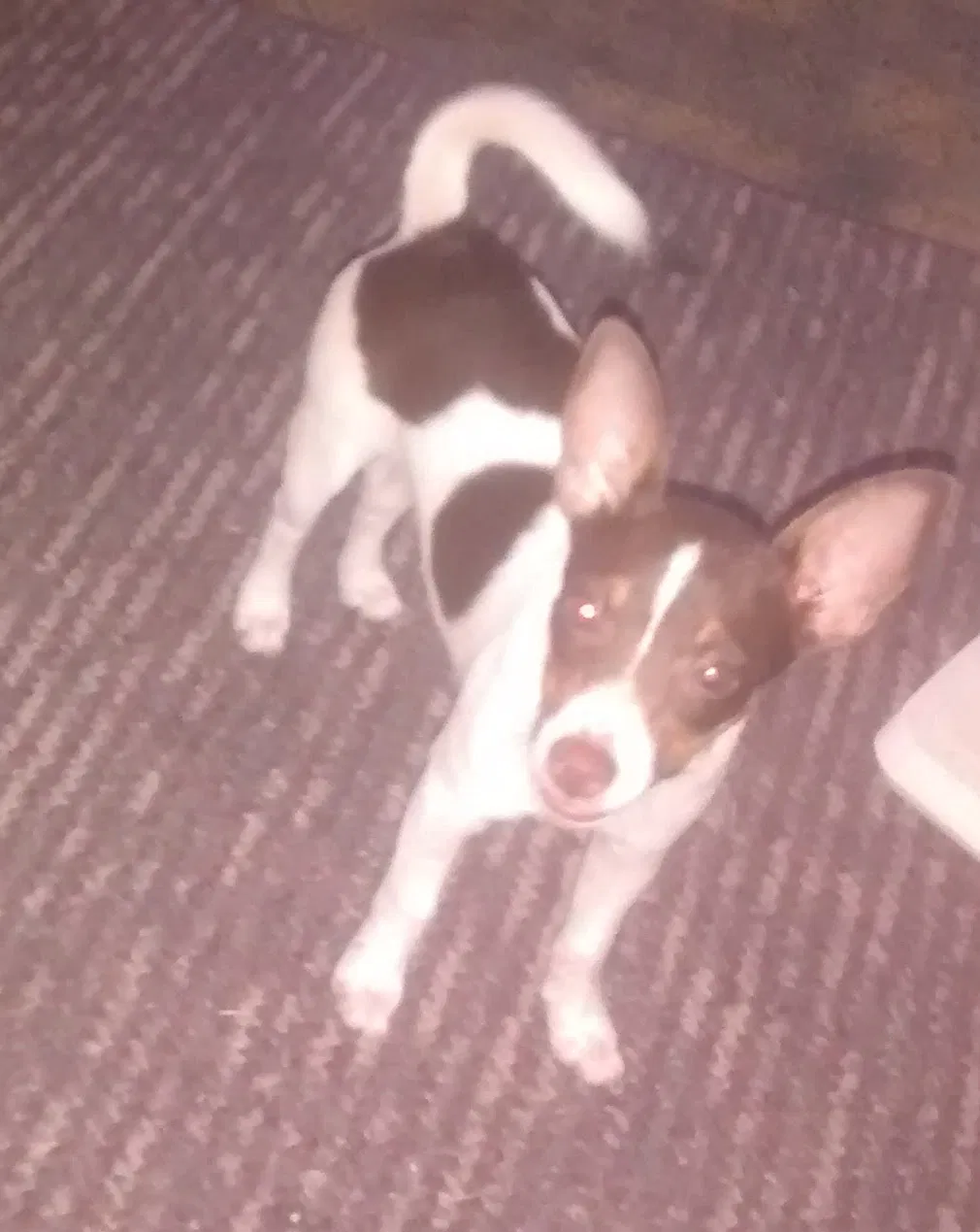 Lost dog in Wichita, KS, 67207