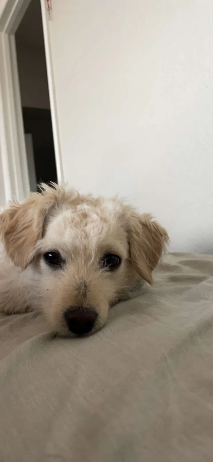 Lost dog in Denver, CO, 80219