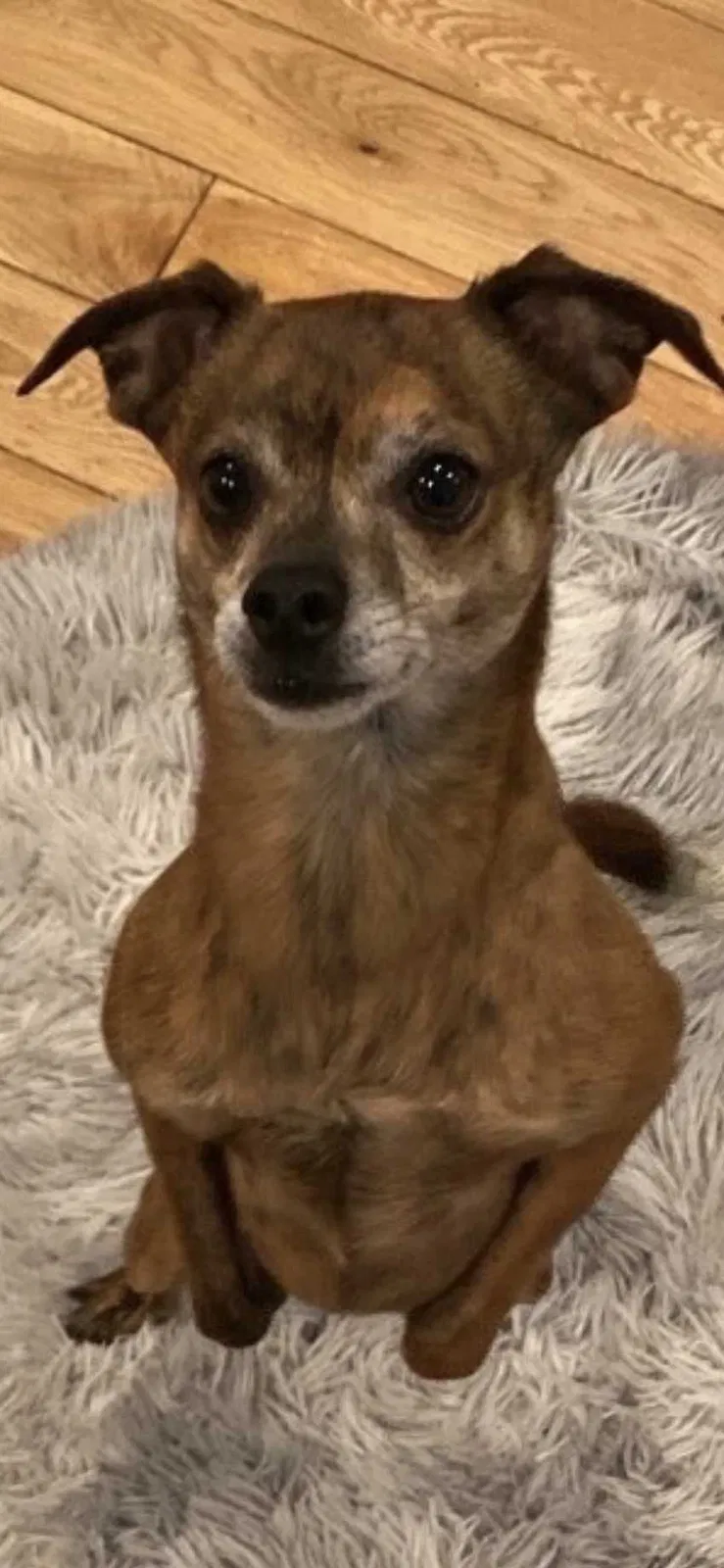 Lost dog in San Francisco, CA, 94117