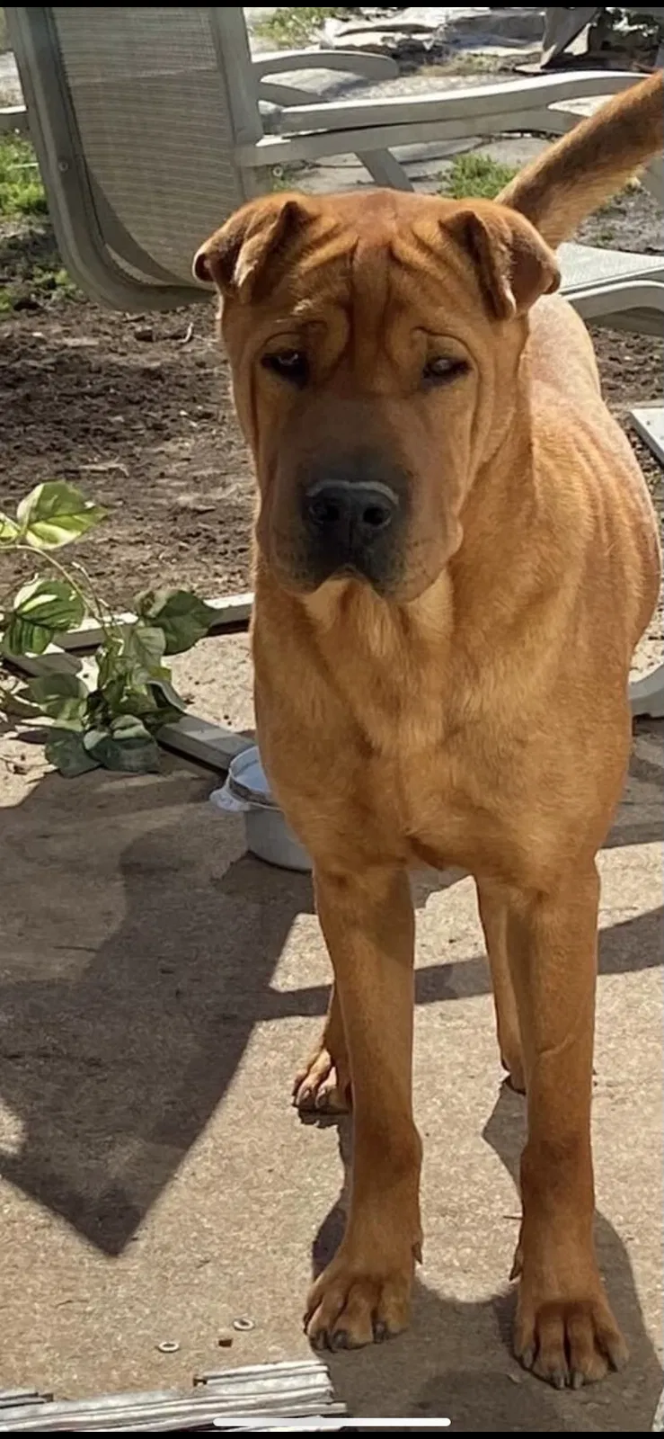 Lost dog in Fort Worth, TX, 76179