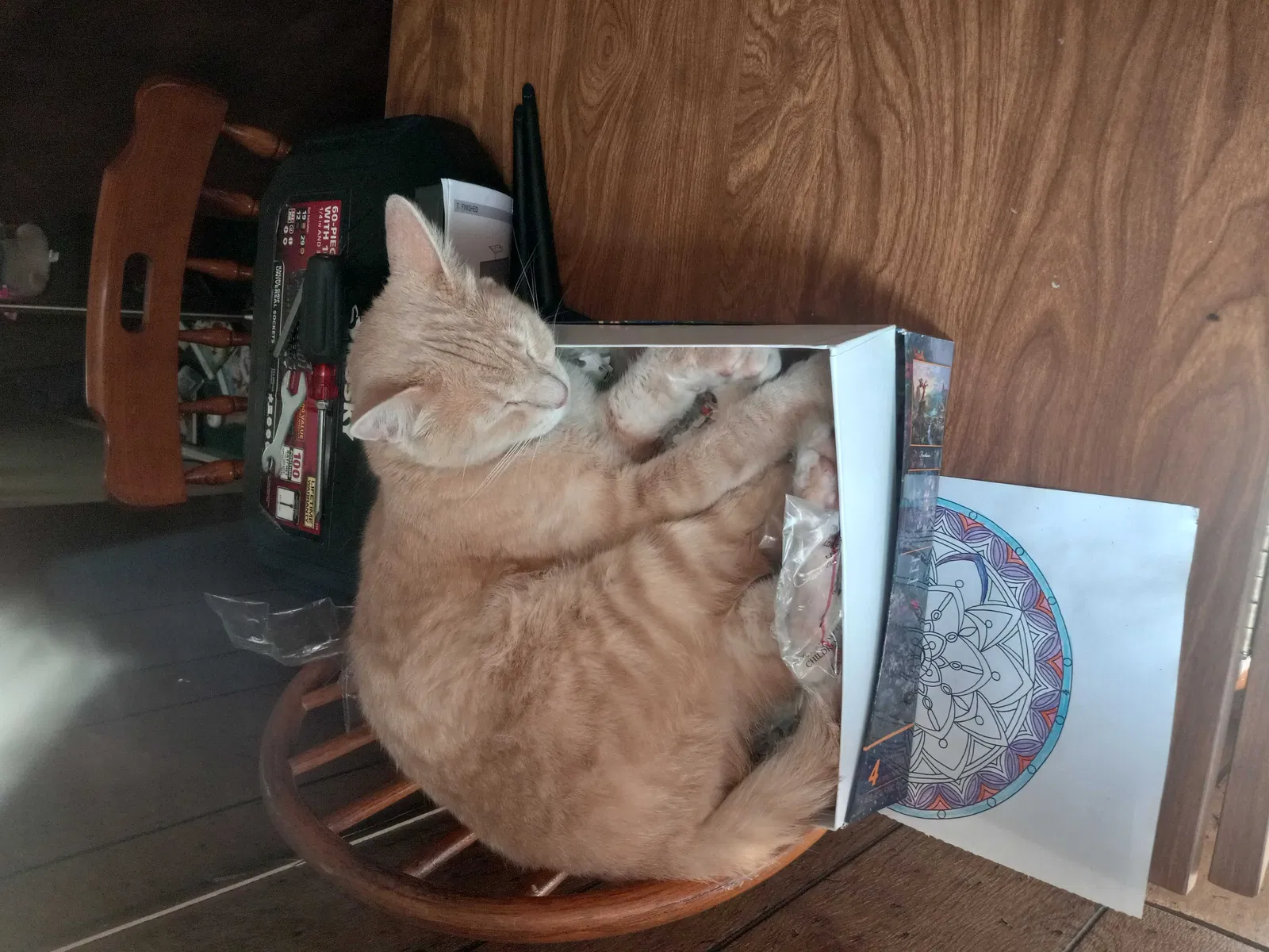 Lost cat in Bates City, MO, 64011