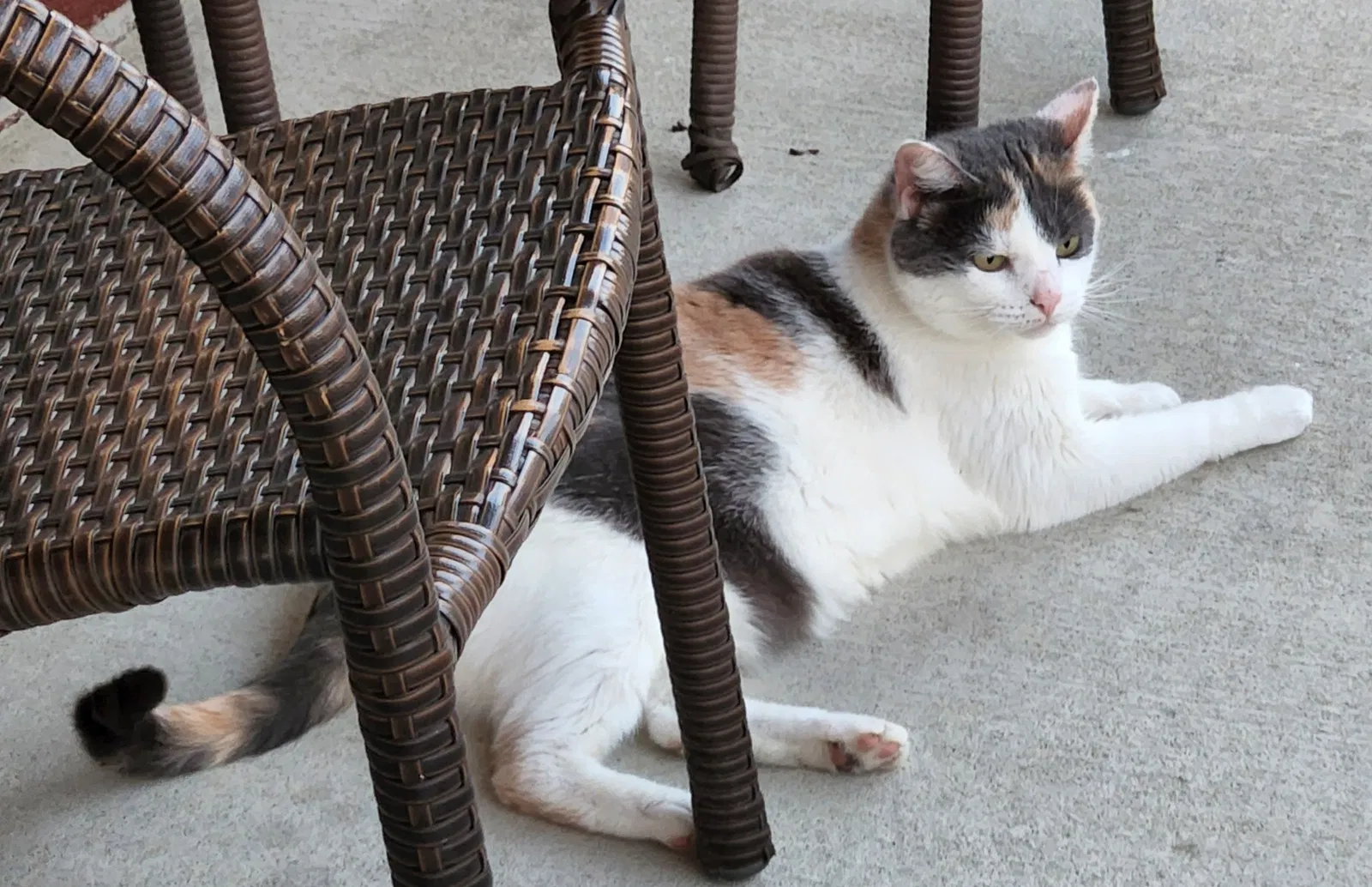 Lost cat in Palm Bay, FL, 32908