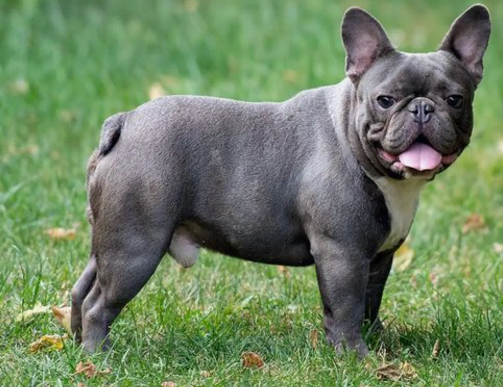 Lost dog in Decatur, IL, 62521