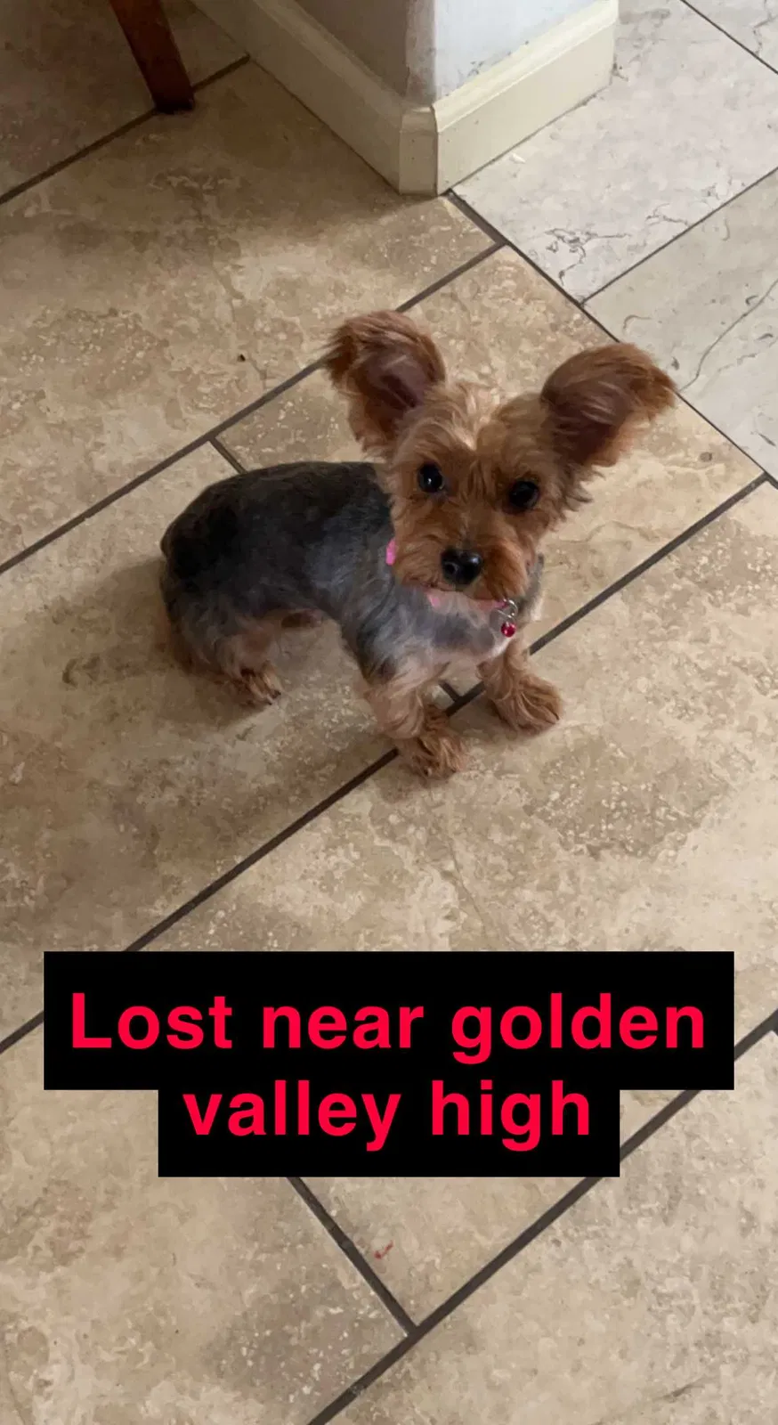 Lost dog in Bakersfield, CA, 93305