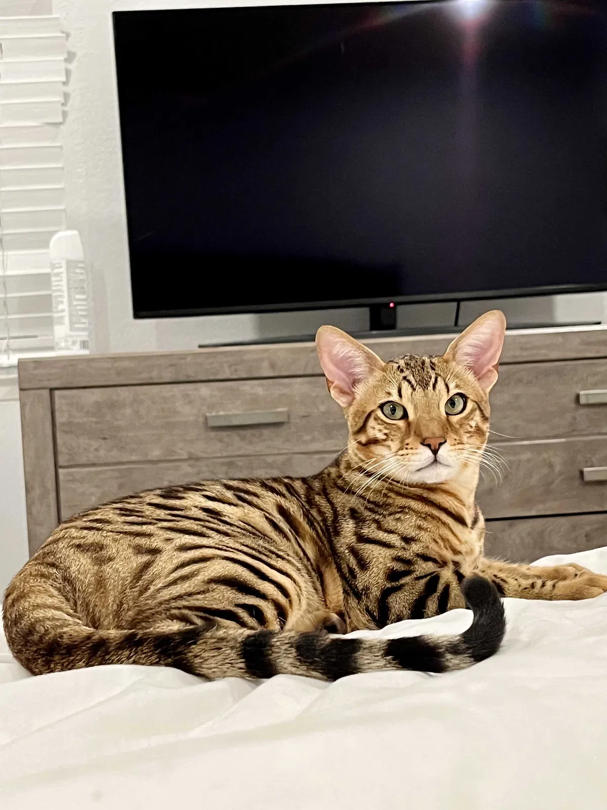 Lost cat in San Juan Capistrano, CA, 92675