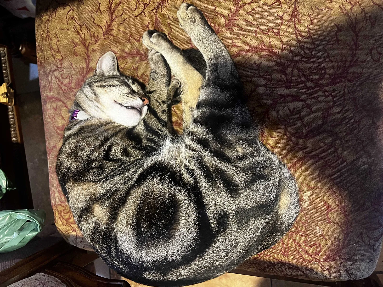 Lost cat in Dinuba, CA, 93618