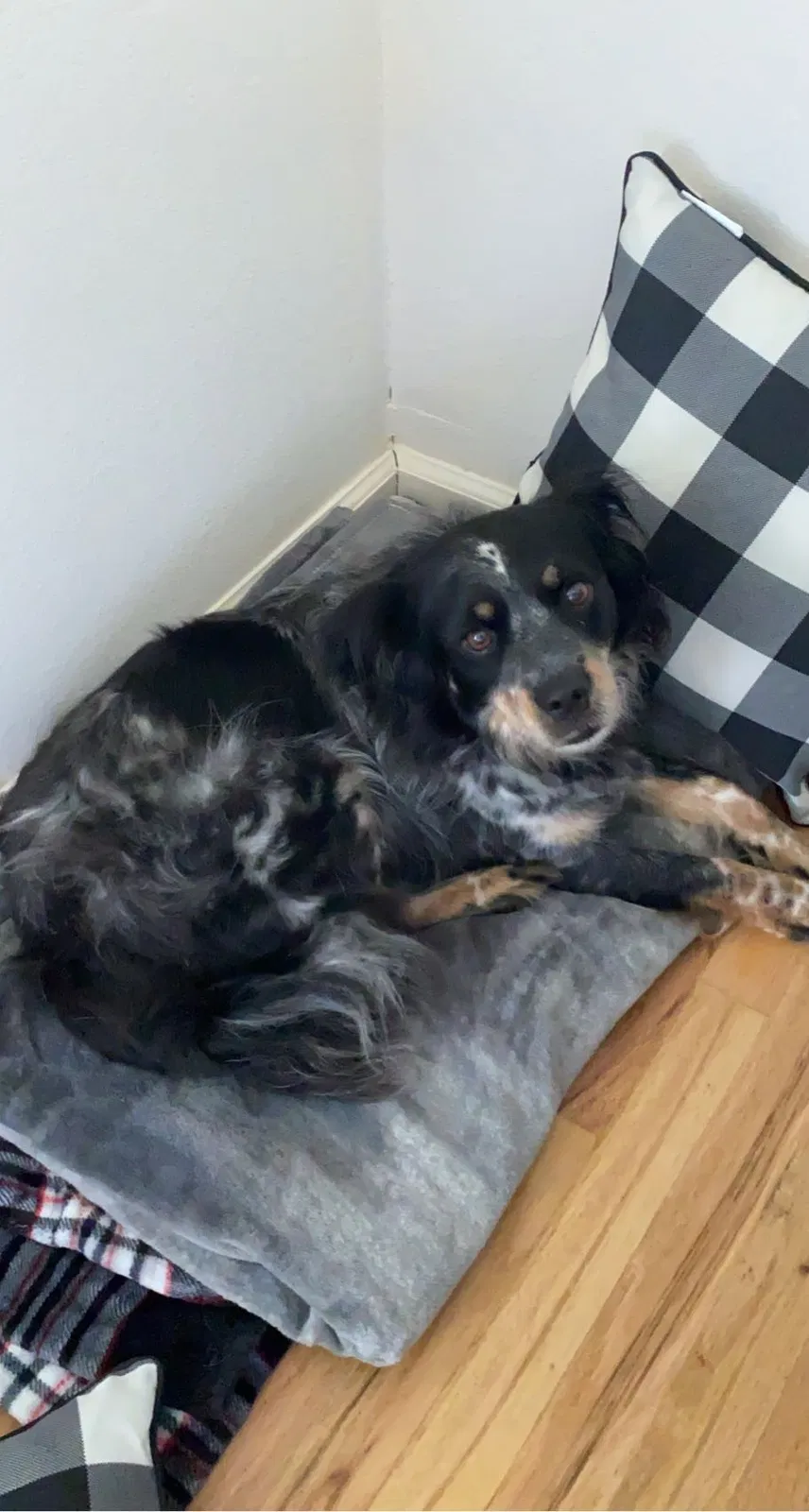 Lost dog in Elkland, MO, 65644