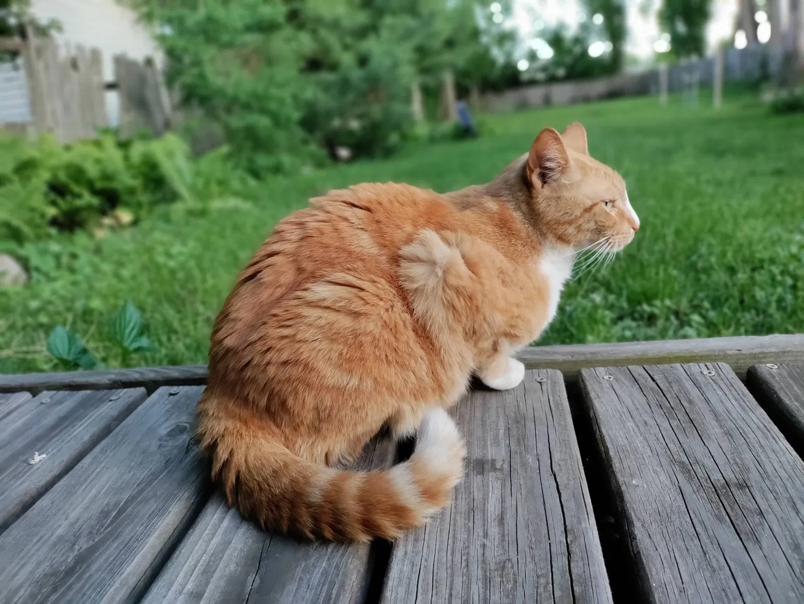 Lost cat in Grand Rapids, MI, 49544