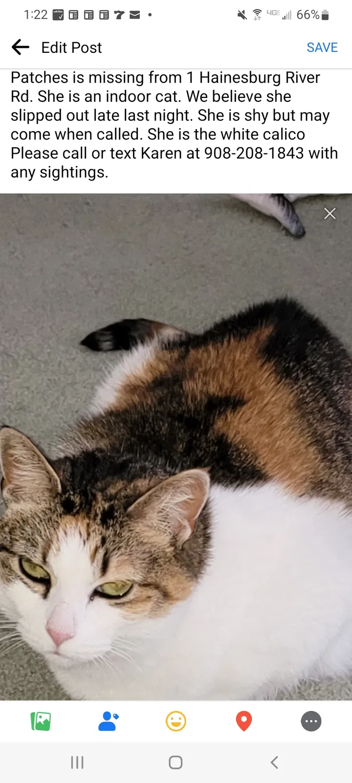 Lost cat in Columbia, NJ, 7832