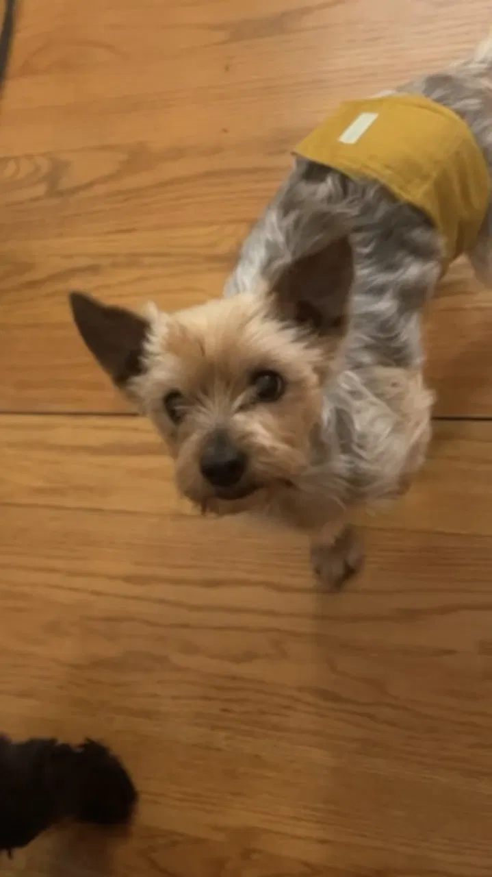 Lost dog in Hartford, CT, 6114