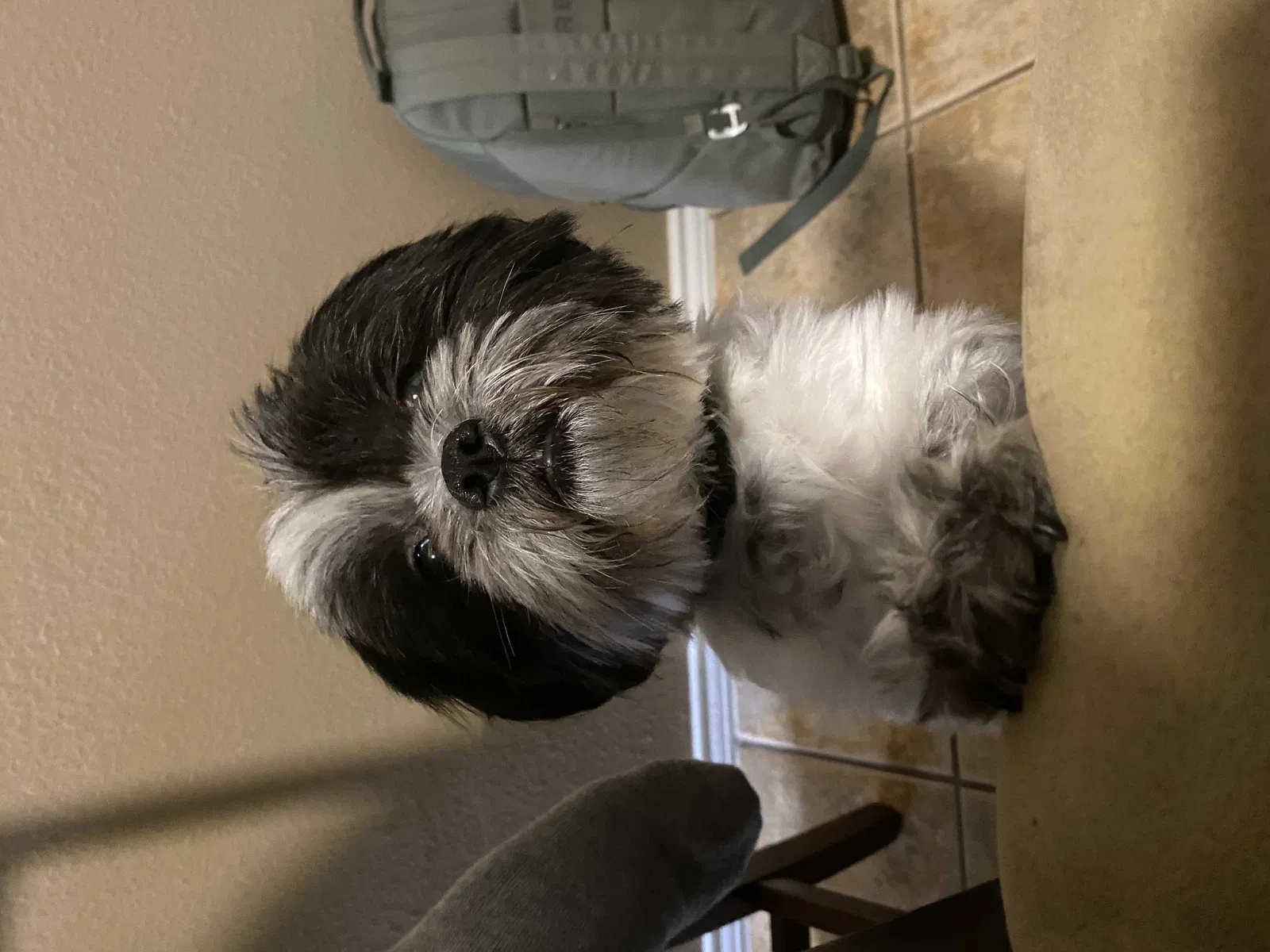 Lost dog in Little Elm, TX, 75068