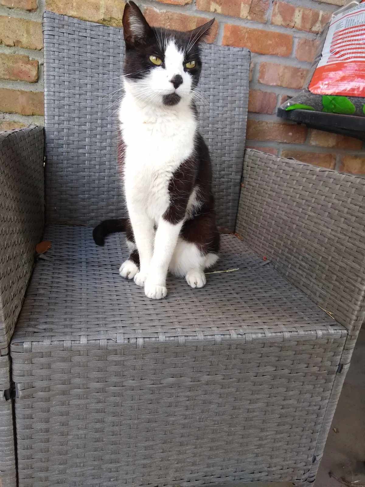 Lost cat in New Orleans, LA, 70119