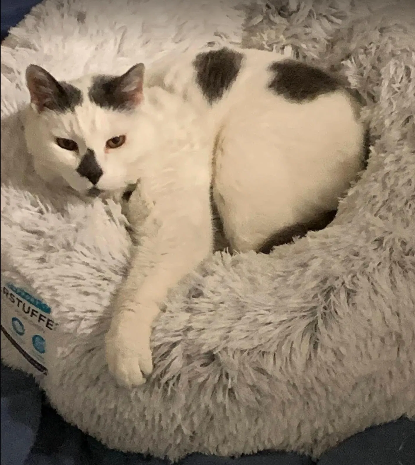 Lost cat in Lincoln, CA, 95648