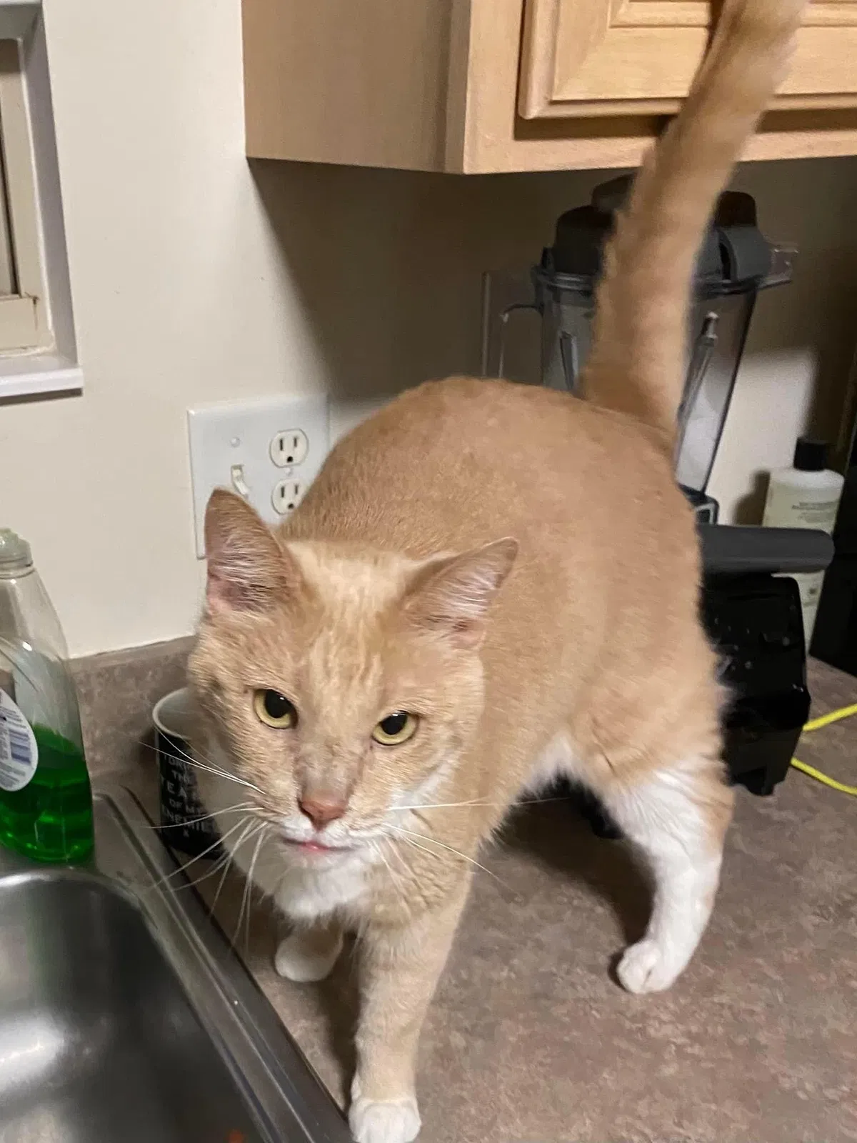 Lost cat in Miamisburg, OH, 45342